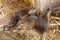 Nutria brood close-up on the farm. Three friends of the concept