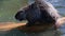 Nutria cleans her hair with her paw at the water's edge.