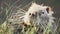 Nutria close-up at the lake. Mustache wiggles and sniffs. Blurred background of the river. Slow motion