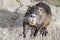 Nutria, a close-up of nutria's snout looking into a camera with orange teeth standing on a rock. Wild animals