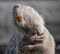 Nutria close up. Very funny coypu portrait. Singing nutria