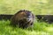 Nutria, Coypu, beaver rat, on a green meadow