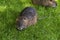 Nutria, Coypu, beaver rat, on a green meadow