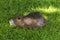 Nutria, Coypu, beaver rat, on a green meadow