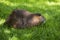 Nutria, Coypu, beaver rat, on a  meadow