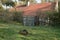 Nutria - coypu in front of the old village house.