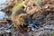 Nutria, coypu herbivorous, semiaquatic rodent member of the family Myocastoridae on the riverbed,