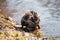 Nutria, coypu herbivorous, semiaquatic rodent member of the family Myocastoridae on the riverbed, baby animals, habintant wetlands