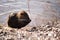 Nutria, coypu herbivorous, semiaquatic rodent member of the family Myocastoridae on the riverbed, baby animals, habintant wetlands