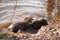 Nutria, coypu herbivorous, semiaquatic rodent member of the family Myocastoridae on the riverbed, baby animals, habintant wetlands