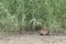 A nutria eating close to a reed