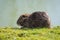 Nutria eating and enjoying the sun at riverbanks in Paris