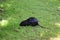 nutria eating grass