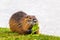 nutria eating a tree leaf at the river bank, water in the background