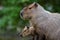 Nutria eating in the zoo