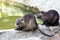 A nutria family coypu on the shore lake