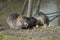 The nutria family at dinner