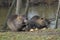 The nutria family at dinner