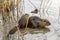 Nutria family by the river