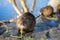 Nutria feeding on the shores of a river