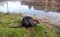 Nutria after a flood