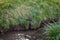 Nutria among the grass on the shore of the pond