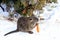 Nutria with gray long fur, otter, marsh beaver eat in the snow in farm the river. Water rat, muskrat sits in a winter park, zoo,