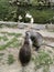 Nutria kissing by the lake animals life