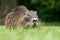 Nutria with large teeth in grass