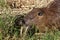 Nutria lives on Hula Lake in northern Israel