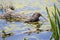 A nutria on a log in a pond