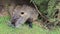 Nutria with long black fur, otter, marsh beaver eat carrots near the river. Water rat, muskrat sits in the park, zoo, forest