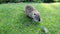 Nutria with long black fur, otter, swamp beaver walks on a green lawn near the river. Animal Water rat in the park, zoo, forest