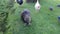 Nutria with long black fur, otter, swamp beaver walks on a green lawn near the river. Animal Water rat in the park, zoo, forest