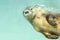 Nutria marina Lontra felina
