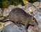 Nutria or marsh beaver Myocastor coypus moves along the rocks