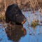 Nutria, Myocastor coypus