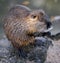 Nutria (Myocastor coypus)