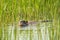 Nutria, Myocastor coypus, floating in the water