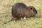 Nutria Myocastor coypus holding something to eat on the shore