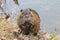 Nutria Myocastor coypus sitting on the shore just off the water