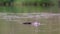 A nutria Myocastor coypus swimming in a pond and eating a fresh algae and then dives