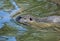 Nutria (Myocastor coypus) in water