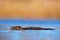 Nutria, Myocastor coypus, winter mouse with big tooth in water river surface. Evening light with nutria. Animal swimming in lake.