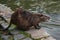 Nutria near the lake in the city park. Animals in the city. Water rat