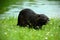 Nutria (nutria Myocaster)