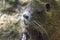 Nutria portrait, sitting on the dam