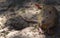 Nutria portrait, sitting on the dam