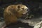 Nutria portrait, sitting on the dam