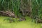 Nutria in the reed in a small river which is covered with green water plants